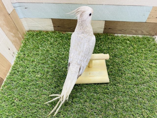 オカメインコ