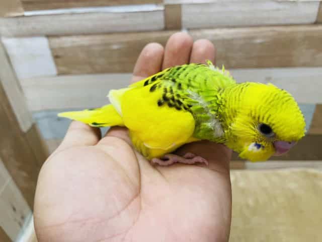 セキセイインコ