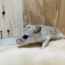 とっとこ前進ハムスター！チャイニーズハムスターの女の子！