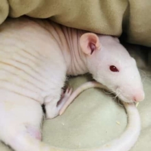 あと１匹！最新画像になりますよ！！裸ん坊のネズミさん2匹！？　ヌードラット　男の子