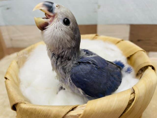 濃いめのカラーがカッコいい！！コザクラインコのダークバイオレットカラー！