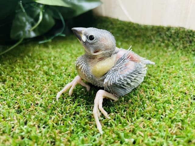 お久しぶりの！！シルバー文鳥さんです！！　シルバー文鳥