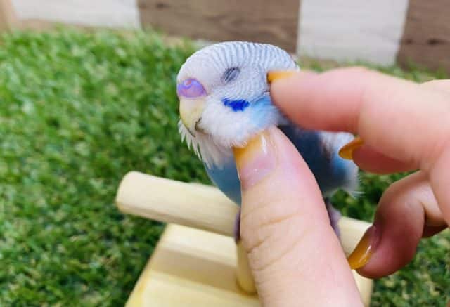 最新画像有り☆食いしん坊な元気っ子！！セキセイインコのスパングルカラー！