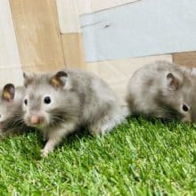 あと一匹！モフモフな三姉妹♪セーブルハムスターやって来ました！