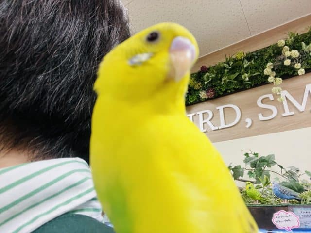 セキセイインコ