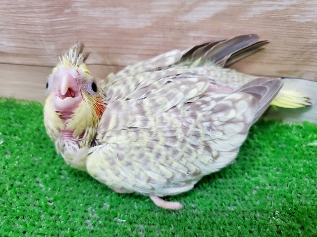 オカメインコ