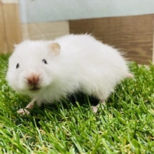 真っ白ふわふわ♡つぶらな瞳の長毛ハムスター！