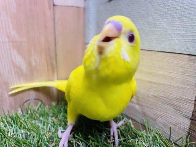 最新画像有り☆眩しいぐらいのイエローカラー☆セキセイインコルチノー