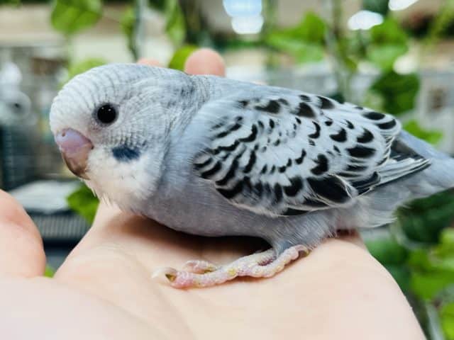 落ち着いたカラーが好きな方！控えめ系な性格の子‪☆セキセイインコ(グレーオパーリン)