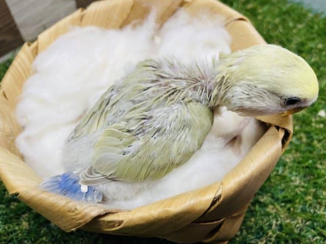 コザクラインコ（小桜インコ）