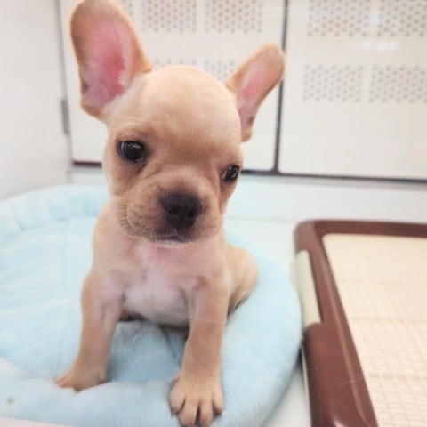 フレンチブルドッグ