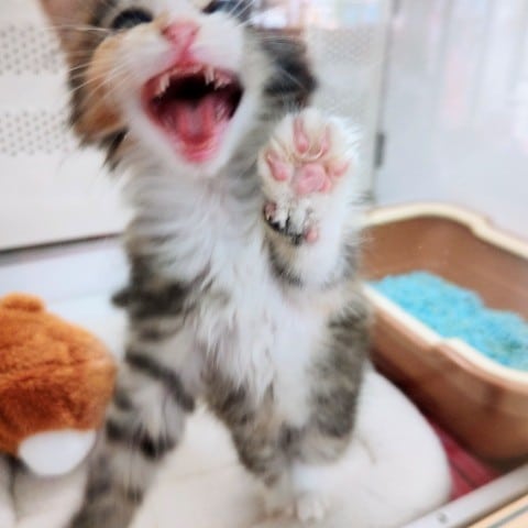 ノルウェージャンフォレストキャット