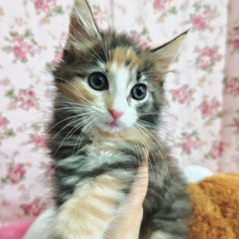 ノルウェージャンフォレストキャット