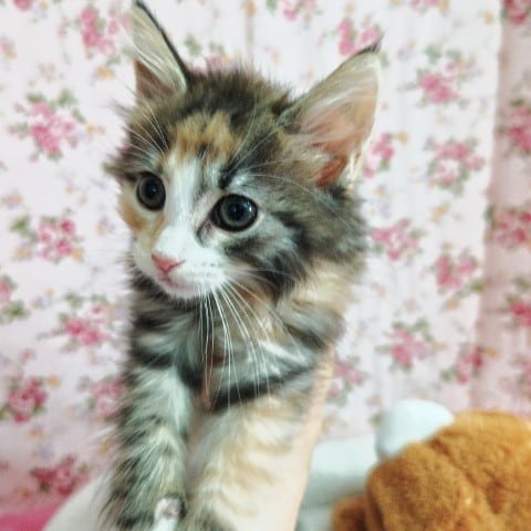 ノルウェージャンフォレストキャット