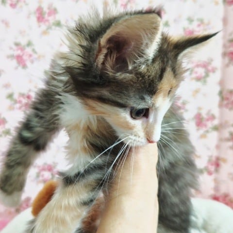 ノルウェージャンフォレストキャット