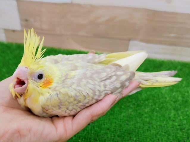 オカメインコ