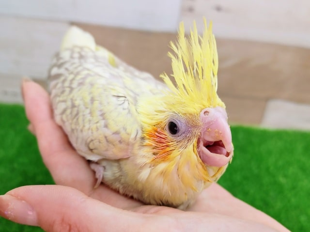 オカメインコ