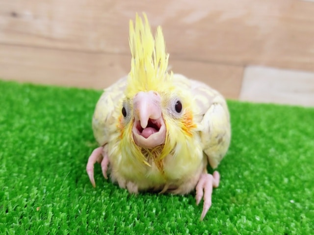 オカメインコ