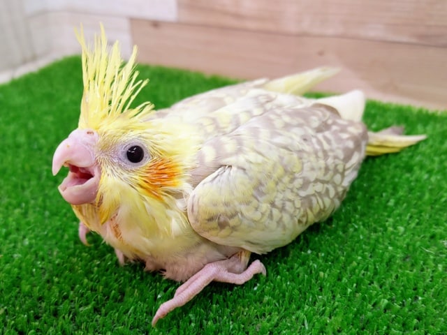 オカメインコ