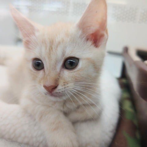 アメリカンショートヘア