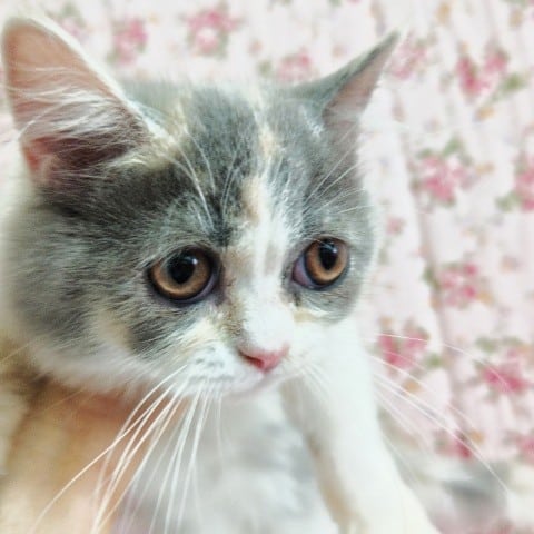 スコティッシュフォールド