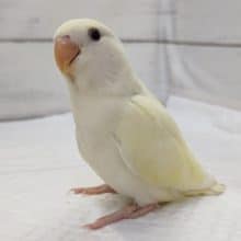 優しい〜クリームカラー🕊️　コザクラインコ(クリームイノオパーリン)