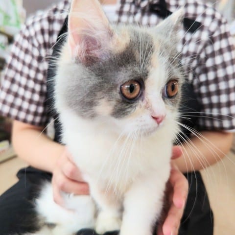 スコティッシュフォールド