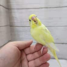 最新画像あり！　優しい色合い〜🌈　セキセイインコ(パステルレインボーパイド)