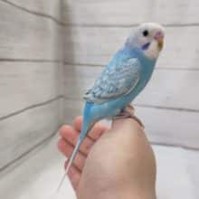 セキセイインコ（ブルースパングル）　きれいな青空カラーです！　