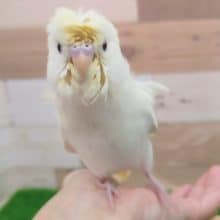 カキカキだいすき❤羽衣セキセイインコさん入荷しました〜❤