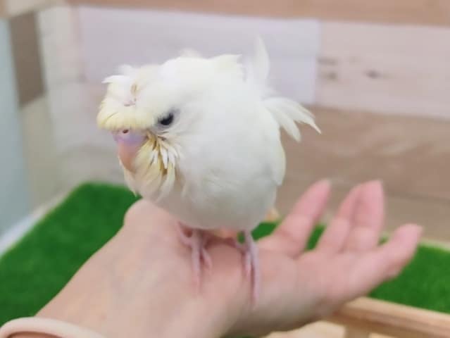 羽衣セキセイインコ