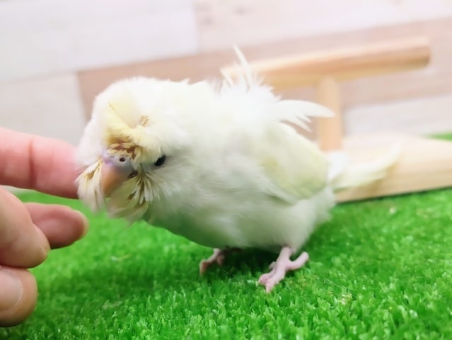 羽衣セキセイインコ