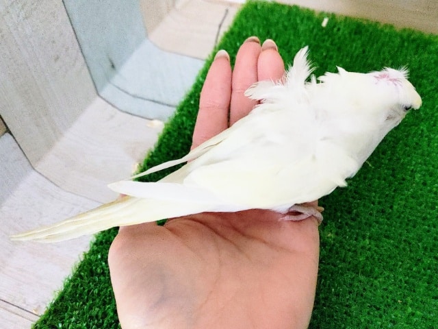 羽衣セキセイインコ