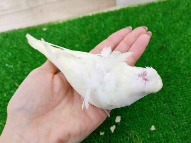 羽衣セキセイインコ