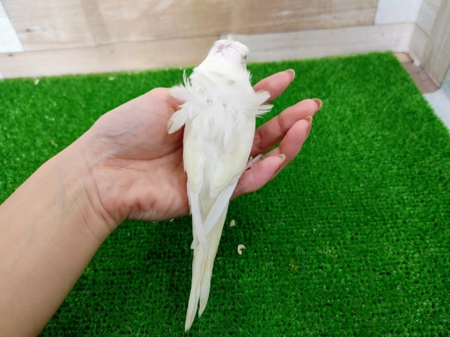 羽衣セキセイインコ