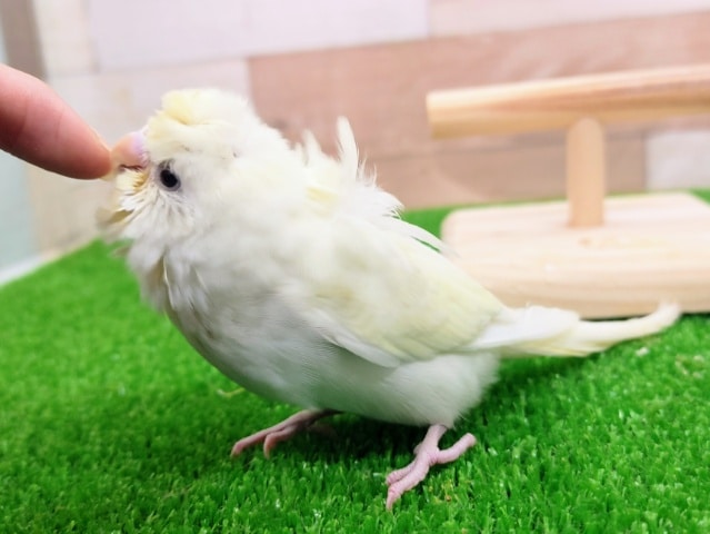 羽衣セキセイインコ