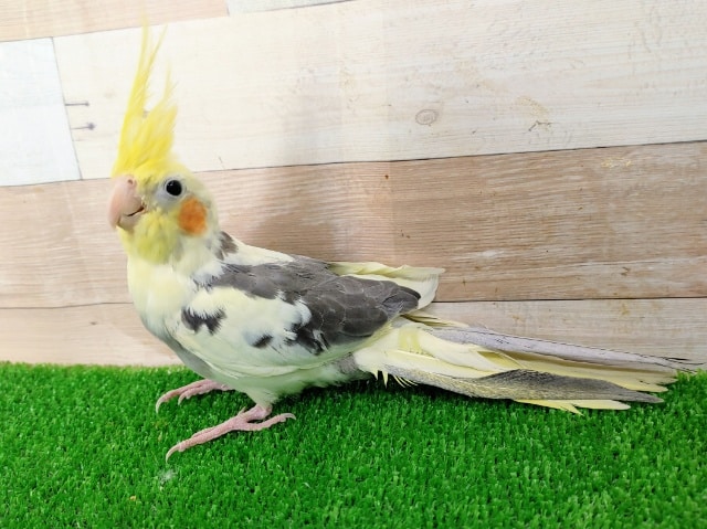 オカメインコ