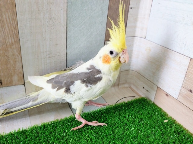 オカメインコ