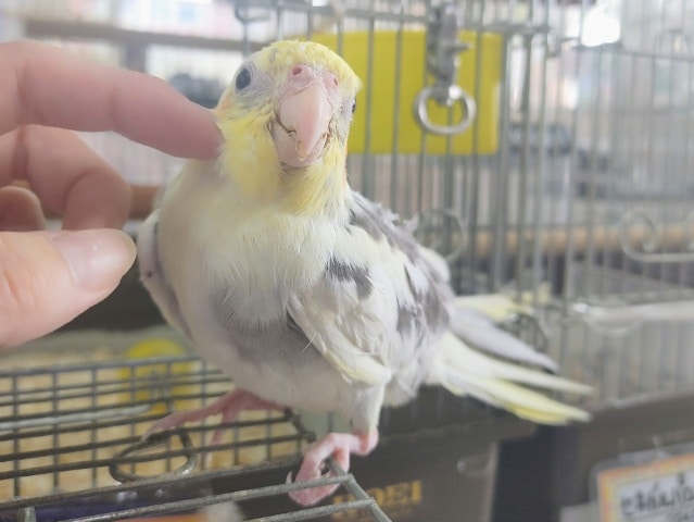 オカメインコ