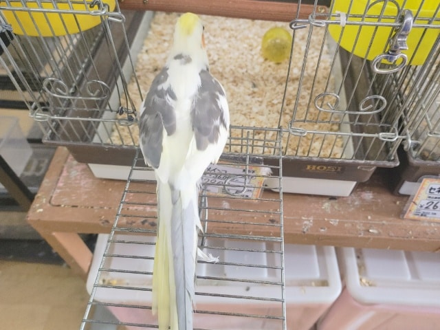 オカメインコ