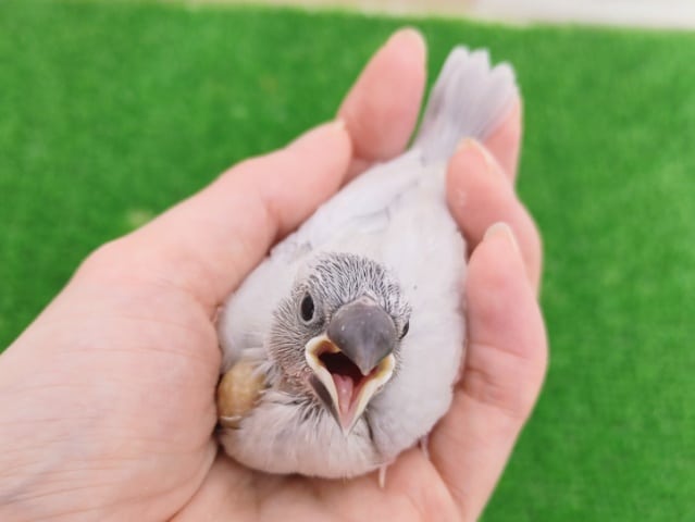 シルバー文鳥