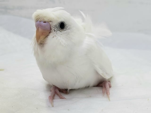 羽衣セキセイインコ