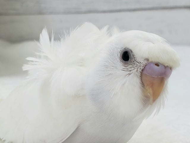 羽衣セキセイインコ