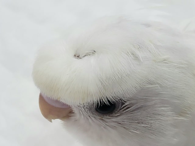 羽衣セキセイインコ