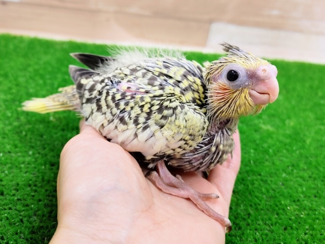 オカメインコ