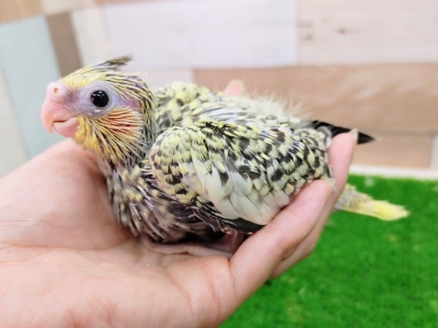 オカメインコ