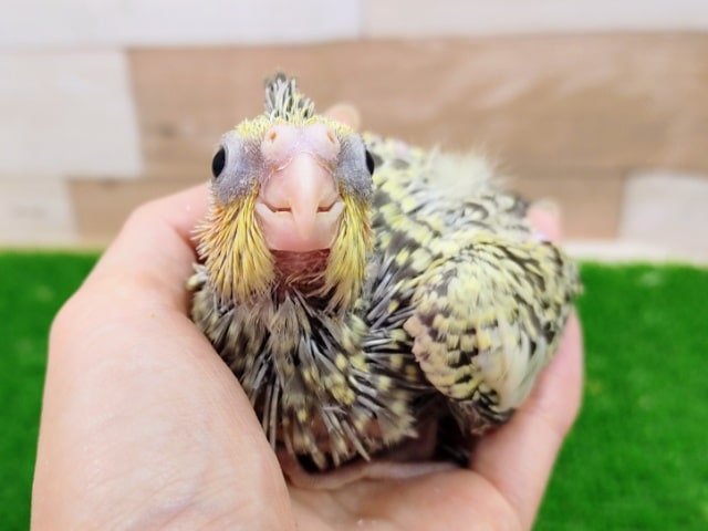 オカメインコ