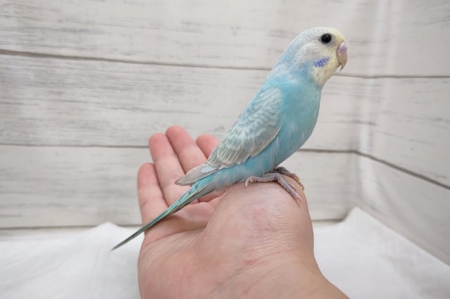 最新画像あり！　セキセイインコ（パステルレインボー）　人気カラーのヒナが来ました！