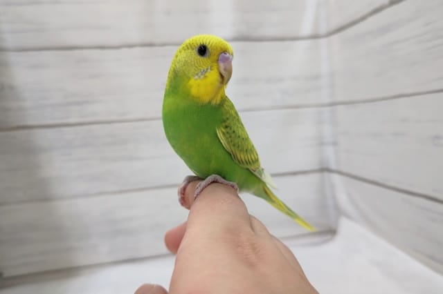 最新画像あり！　緑のボディと黄色いお顔💚　セキセイインコ(スパングル)