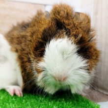 ①くるくる巻き毛のアビシニアンモルモット(ベビー)入荷しました〜❤